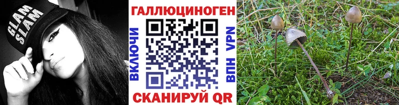 ОМГ ОМГ вход  Чегем  Галлюциногенные грибы Cubensis 